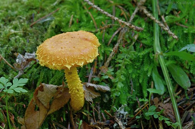 šupinovka ohnivá Pholiota flammans (Batsch) P. Kumm.