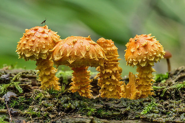 šupinovka ohnivá Pholiota flammans (Batsch) P. Kumm.