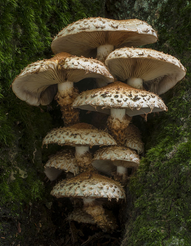 šupinovka šupinatá Pholiota squarrosa (Vahl) P. Kumm.