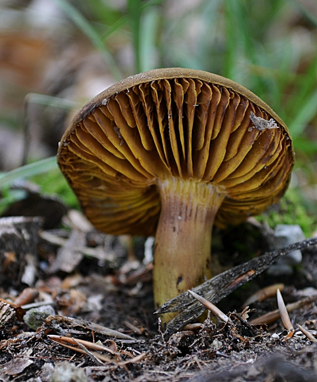 lupeňopórovec červenožltý Phylloporus rhodoxanthus (Schwein.) Bres.