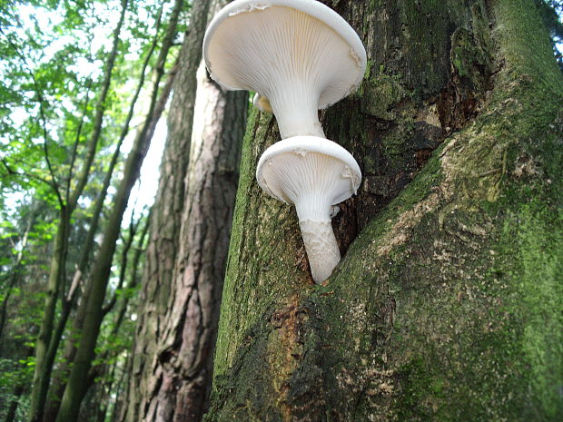 hliva buková Pleurotus pulmonarius (Fr.) Quél.