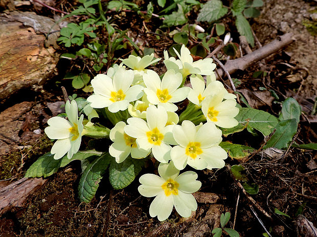 prvosienka bezbyľová Primula acaulis (L.) L.