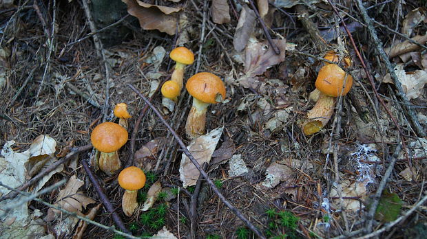 masliak smrekovcový Suillus grevillei (Klotzsch) Singer