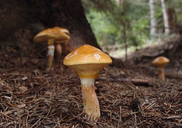 masliak smrekovcový Suillus grevillei (Klotzsch) Singer