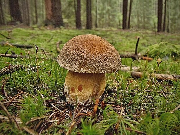 masliak strakatý Suillus variegatus (Sw.) Kuntze