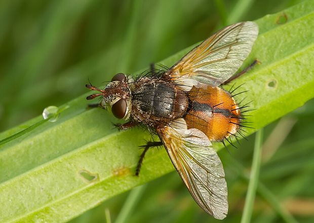 kuklica červenonohá Tachina fera