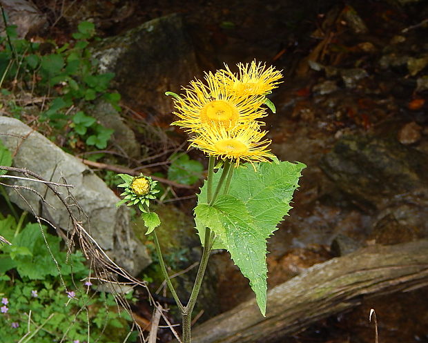 telekia ozdobná Telekia speciosa (Schreb.) Baumg.