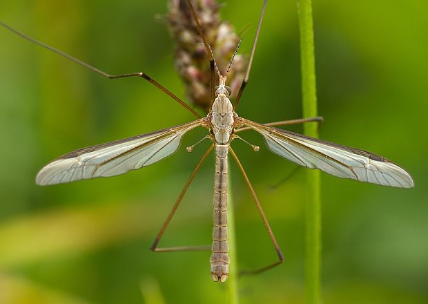 tipuľa Tipula paludosa