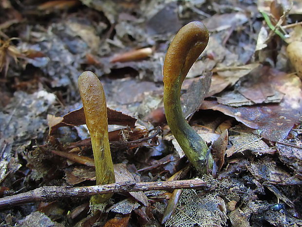 žezlovka srnková Tolypocladium ophioglossoides (J.F. Gmel.) Quandt, Kepler & Spatafora