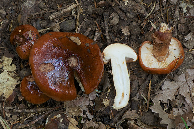 čírovka gaštanovohnedá Tricholoma ustale (Fr.) P. Kumm.