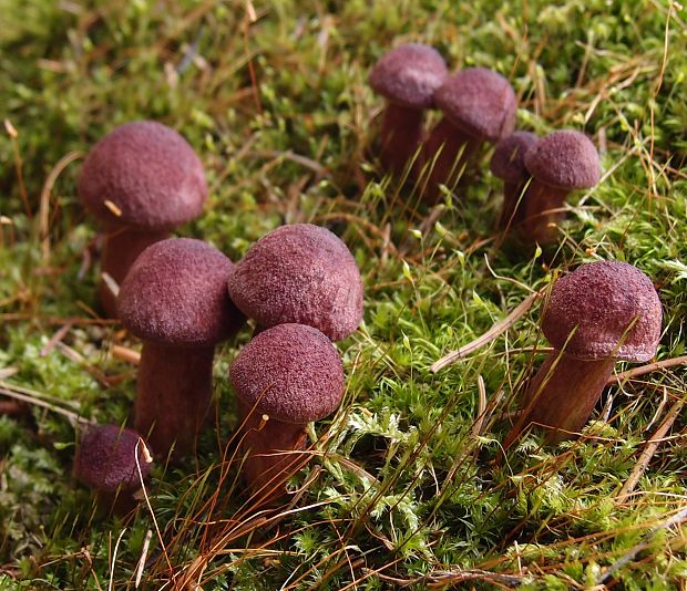 čírovec červenožltý Tricholomopsis rutilans (Schaeff.) Singer