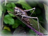 kobylka hnedkastá - samička