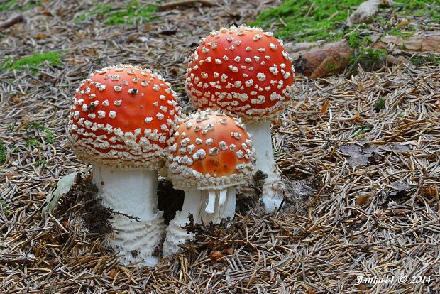 muchotrávka červená Amanita muscaria (L.) Lam.