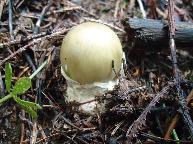 muchotrávka zelená Amanita phalloides (Vaill. ex Fr.) Link