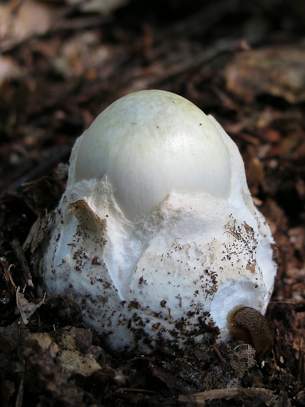 muchotrávka zelená Amanita phalloides (Vaill. ex Fr.) Link