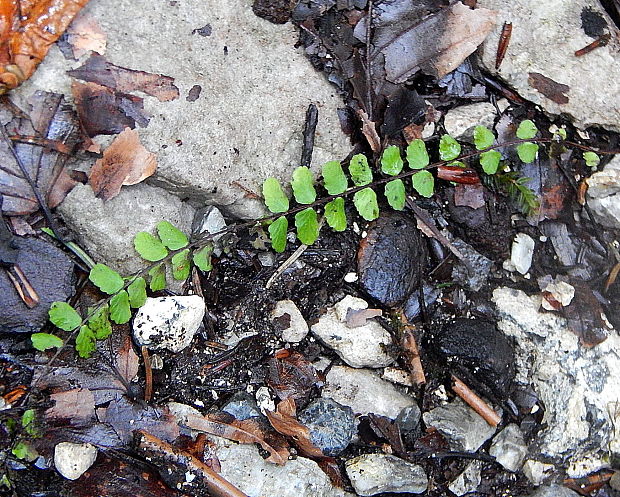 slezinník červený Asplenium trichomanes L. emend. Huds.