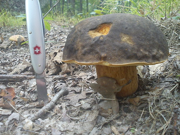 hríb bronzový Boletus aereus Bull. ex Fr.