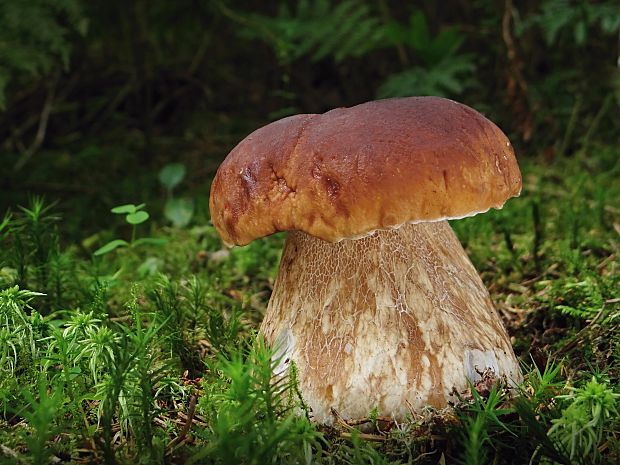 hríb smrekový Boletus edulis Bull.