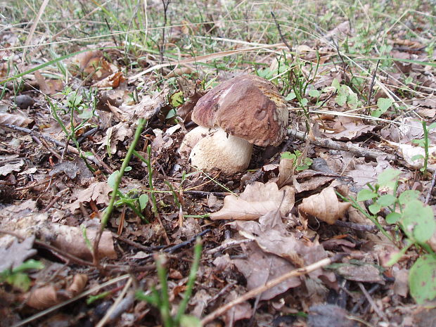 hríb sosnový Boletus pinophilus Pil. et Dermek in Pil.