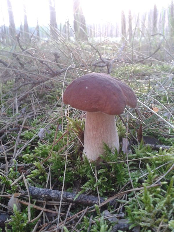 hríb sosnový Boletus pinophilus Pil. et Dermek in Pil.