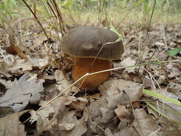 hríb dubový Boletus reticulatus Schaeff.