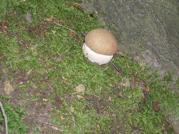 hríb dubový Boletus reticulatus Schaeff.