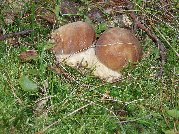 hríb dubový Boletus reticulatus Schaeff.