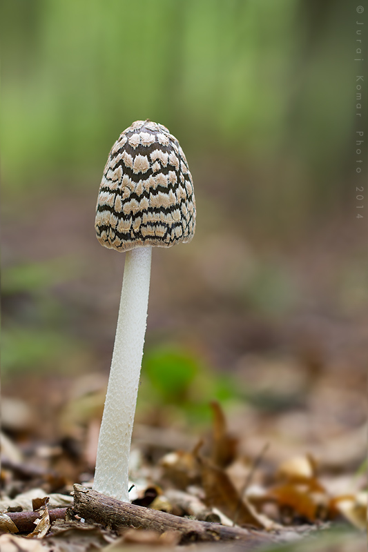 hnojník strakatý Coprinopsis picacea (Bull.) Redhead, Vilgalys & Moncalvo