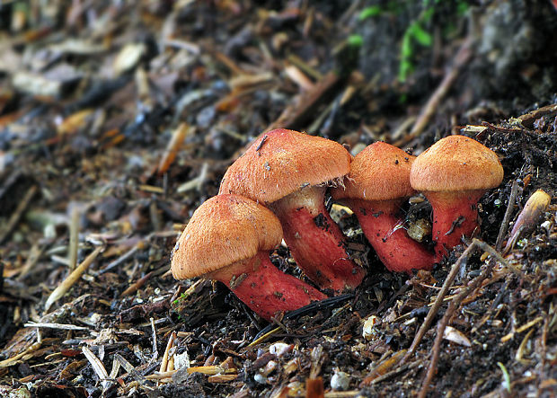 pavučinovec rumelkový Cortinarius cinnabarinus Fr.