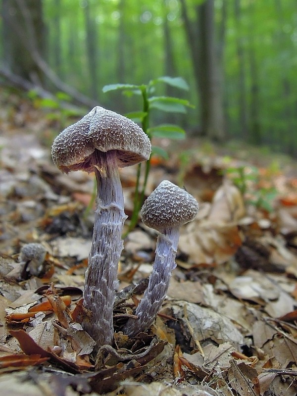 pavučinovec pružný Cortinarius flexipes var. flexipes H. Lindstr.