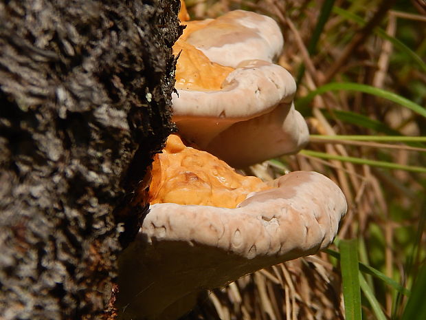 práchnovček pásikavý Fomitopsis pinicola (Sw.) P. Karst.