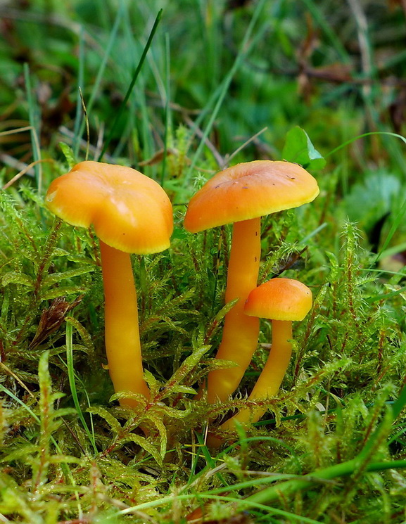 lúčnica citrónovožltá Hygrocybe chlorophana (Fr.) Wünsche