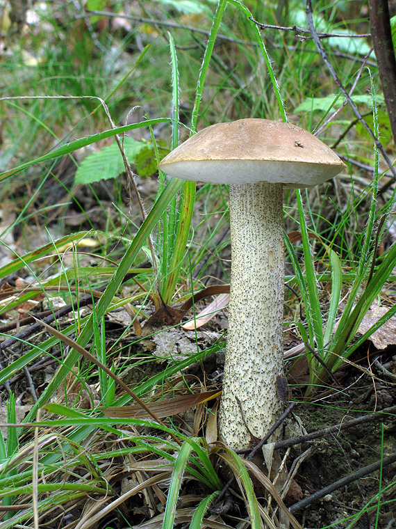 kozák brezový Leccinum scabrum (Bull.) Gray