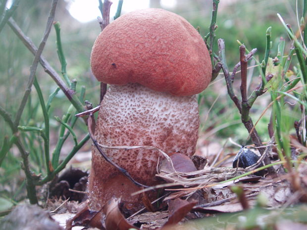 kozák Leccinum sp.