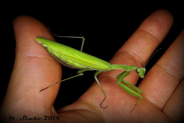 modlivka zelená Mantis religiosa