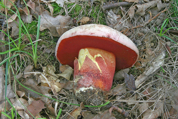 hríb purpurový Rubroboletus rhodoxanthus Kuan Zhao &amp; Zhu L. Yang