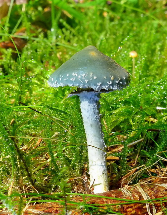 golierovka Stropharia sp.