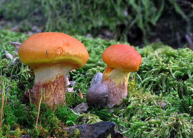 masliak smrekovcový Suillus grevillei (Klotzsch) Singer