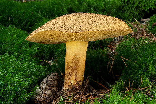 masliak strakatý Suillus variegatus (Sw.) Kuntze