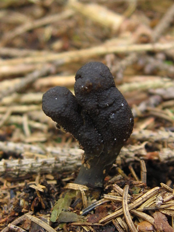 žezlovka srnková Tolypocladium ophioglossoides (J.F. Gmel.) Quandt, Kepler & Spatafora