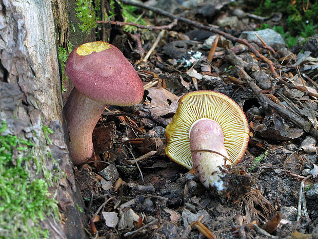 čírovec červenožltý Tricholomopsis rutilans (Schaeff.) Singer