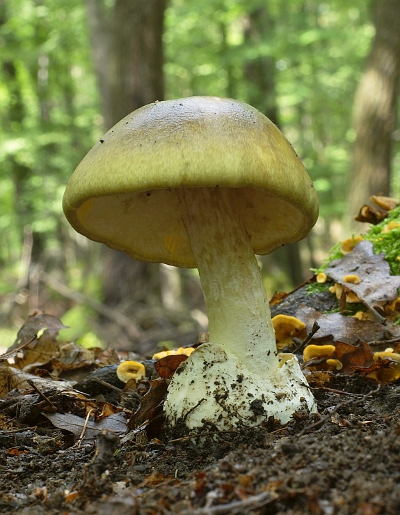 muchotrávka zelená Amanita phalloides (Vaill. ex Fr.) Link