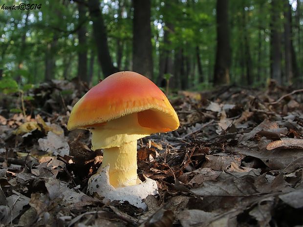 muchotrávka cisárska Amanita caesarea (Scop.) Pers.