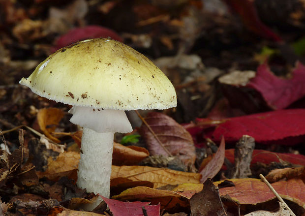 muchotrávka zelená Amanita phalloides (Vaill. ex Fr.) Link