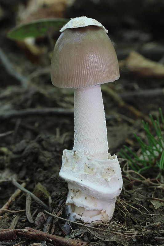 muchotrávka pošvatá Amanita vaginata (Bull.) Lam.