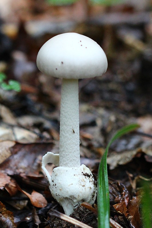 muchotrávka biela Amanita verna (Bull.) Lam.