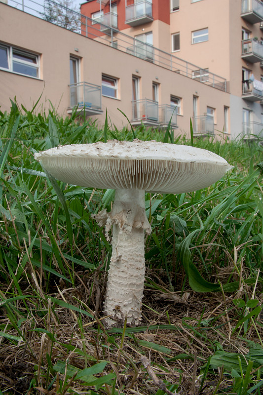 muchotrávka Vittadiniho Amanita vittadinii (Moretti) Vittad.