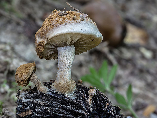 príživnica prášnicovitá Asterophora lycoperdoides (Bull.) Ditmar