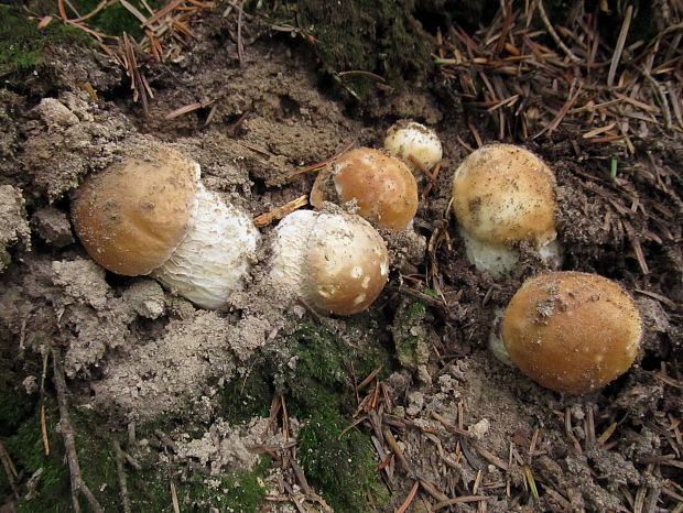 hríb smrekový Boletus edulis Bull.