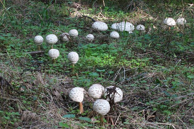 bedľa červenejúca Chlorophyllum rachodes (Vittad.) Vellinga